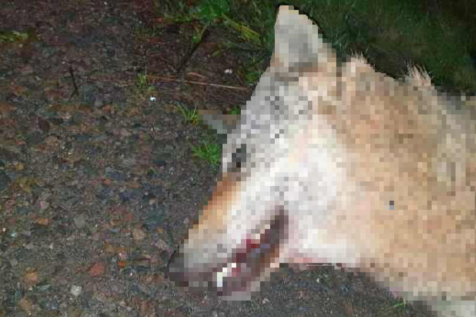 Wolf bei Unfall in Thüringen getötet! Gehört er zum Hybriden-Nachwuchs?