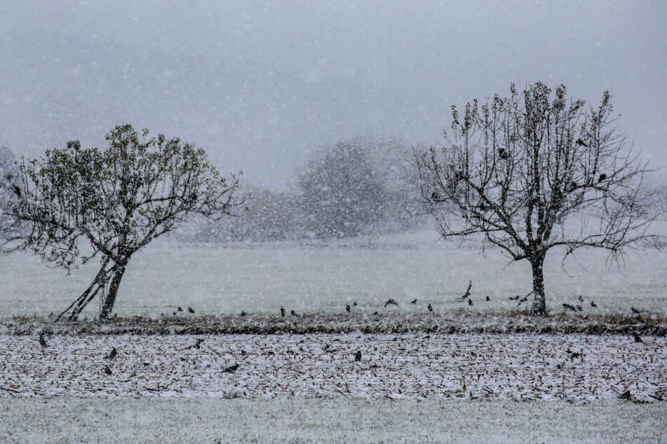 Krähen im Schnee auf der Alb.