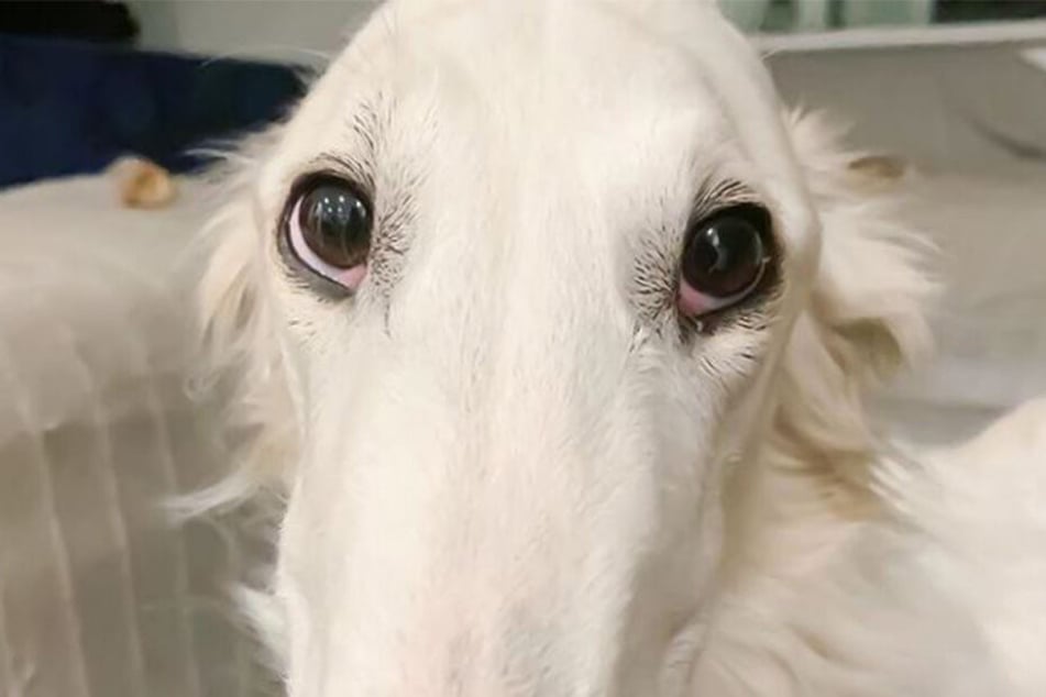 Passt nicht auf jedes Foto... Erins Schnauze.