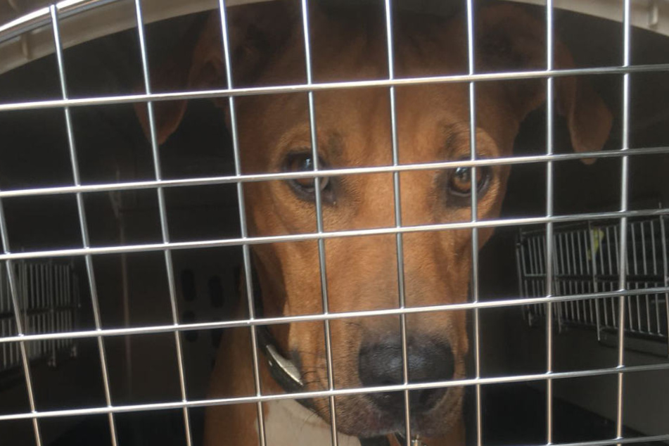 Die Tiere werden in Transportboxen in das Flugzeug oder in dem Gepäckraum mitgenommen.