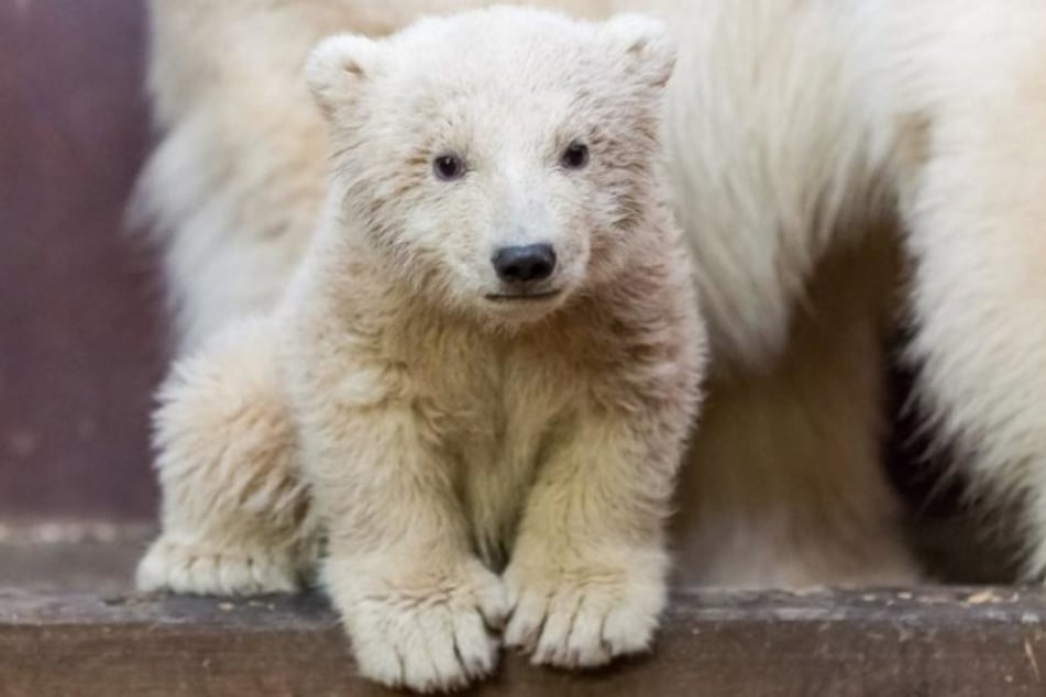 Das Berliner Eisbärbaby Fritz ist tot.