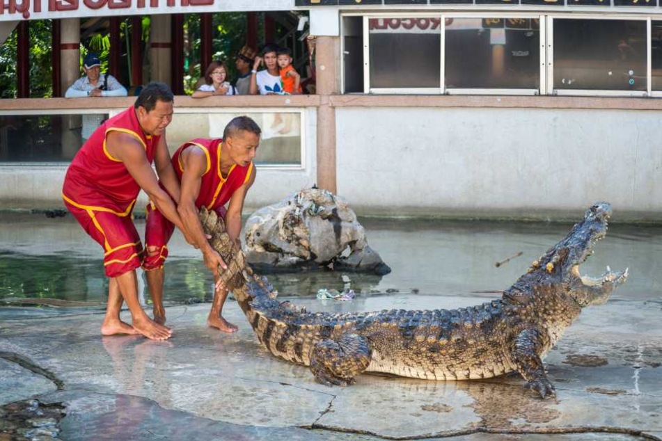 Die Krokodile brachen aus einer Krokodilfarm aus. Ähnlich wie die in Samut Prakan.