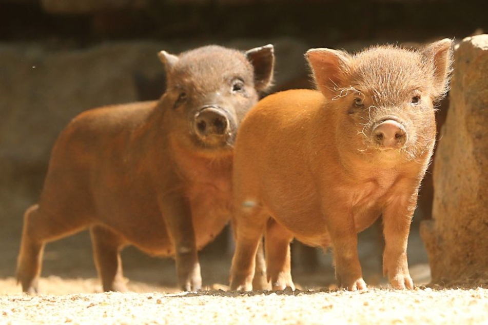 Insgesamt 18 Schweine wechselten bei der amtlichen Auktion den Besitzer.
