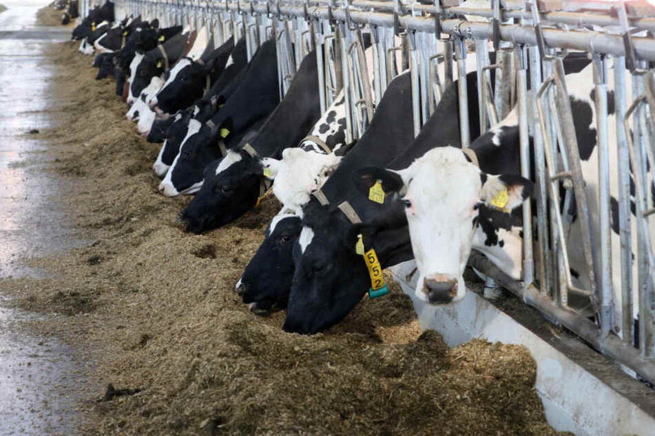 Die Teilnehmer beim Landeswettbewerb mussten ihr Können an verschiedenen Melkständen zeigen. (Symbolbild)
