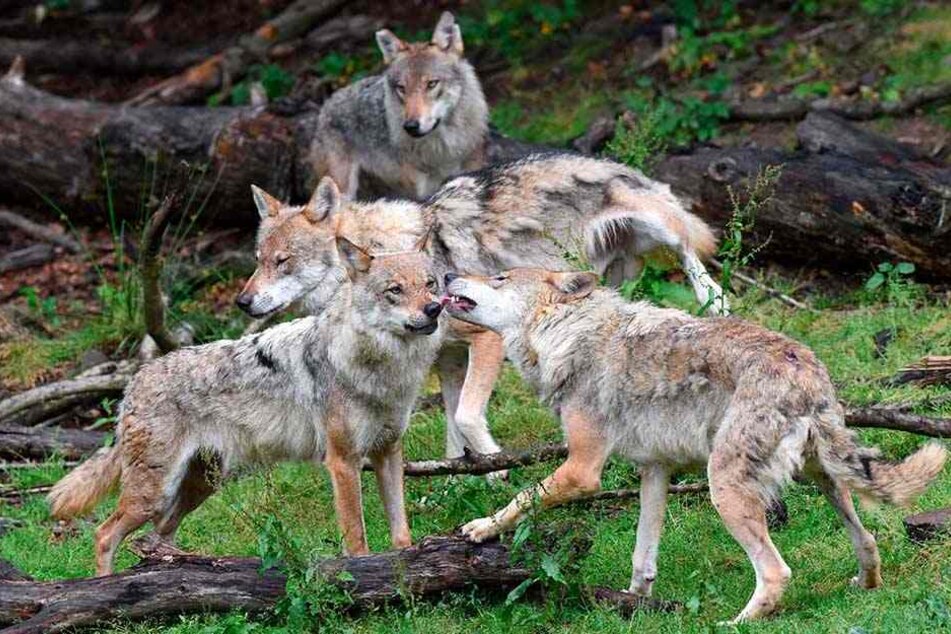 Wolfsrudel in Sachsen werden zahlreicher - und zeugen immer häufiger Nachwuchs mit Hunden.