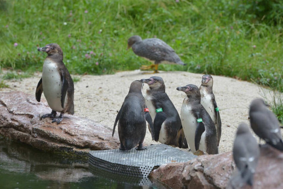 Die Pinguin-Kolonie ist deutlich geschrumpft. Jetzt warten die verbliebenen Vögel auf mehr weibliche Unterstützung.