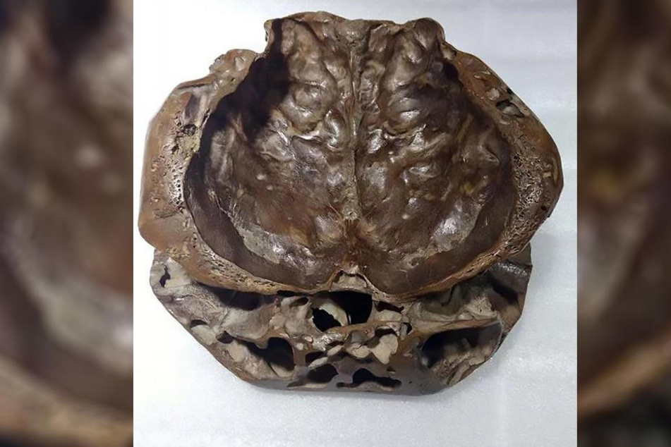 Dieser "Alien-Schädel" wurde auf einem Markt gekauft.