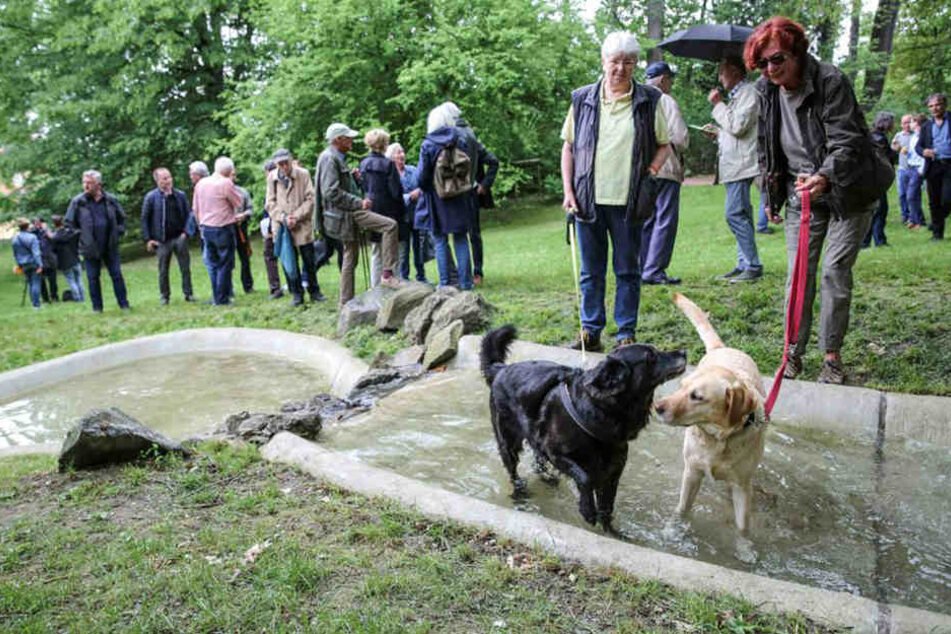 Die Teichanlage im Fichtepark ist wieder in Betrieb. Die Hundedamen Pauline (11, l.) und Zora (6) wagten sich sofort ins Wasser.