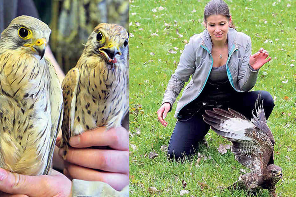 Vogelretterin Saskia Keller (32) entließ auch diesen Mäusebussard in die
Freiheit. Der gönnte sich gleich mal einen Wurm.