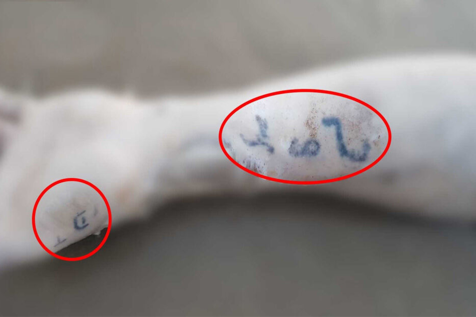 An seinem Handgelenk wurde ein Tattoo in englischer Sprache entdeckt.
