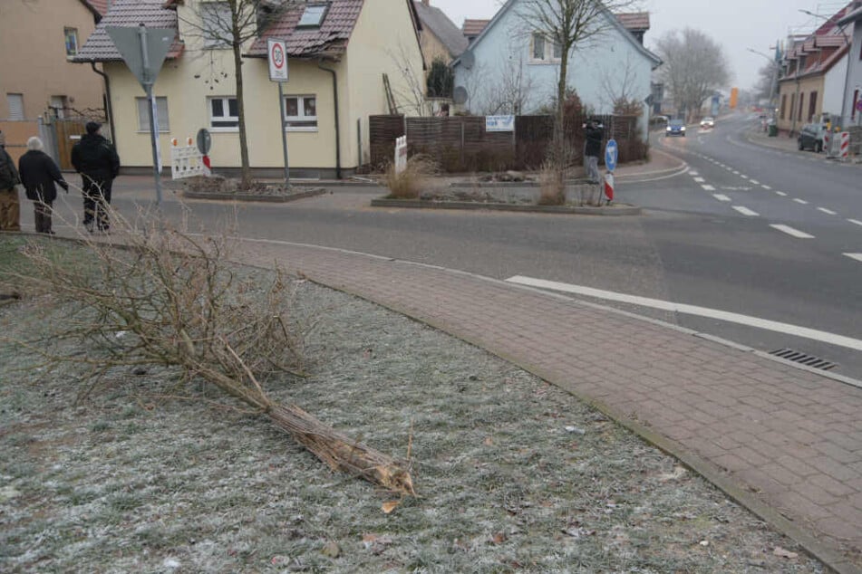 Auch ein Baum fiel dem Unfall zum Opfer.