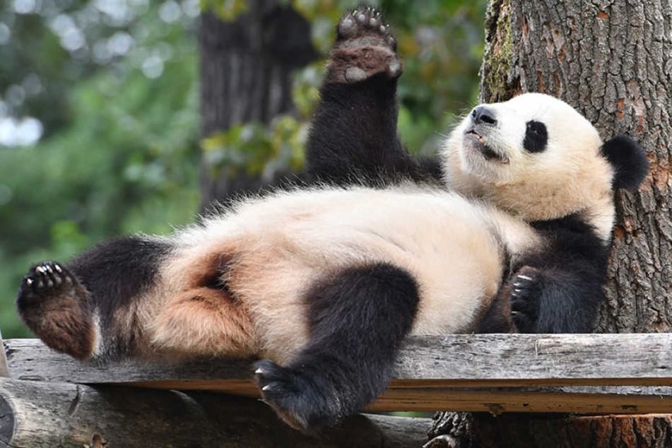 Panda-Dame Meng-Meng relaxt in ihrem Gehege im Zoo Berlin.