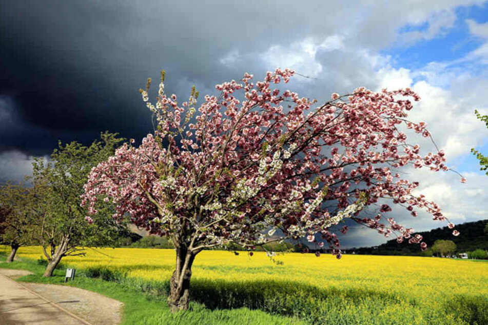 Erst am Sonn- und Feiertag wird das Wetter endlich besser...