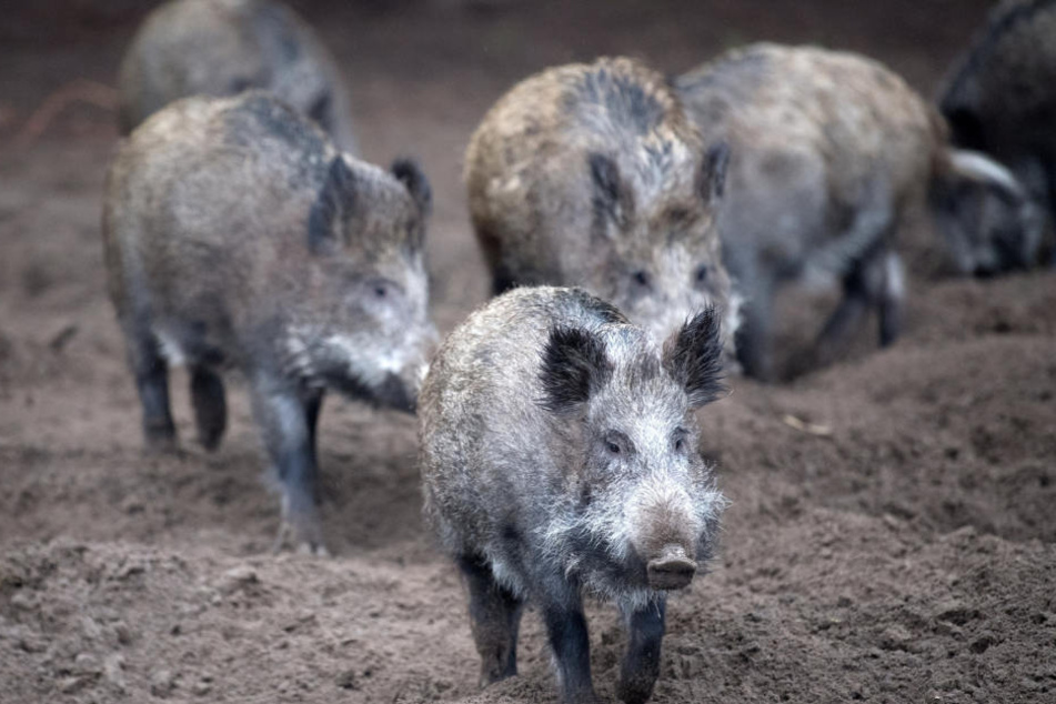 Um eine weitere Verbreitung der Afrikanischen Schweinepest zu erschweren, wurde die Jagd auf Schwarzwild erleichtert.