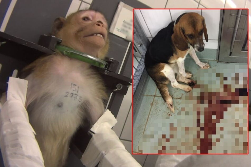 Gefesselte Affen, blutverschmierte Hunde: Grausame Tierquälerei in Versuchslabor aufgedeckt!