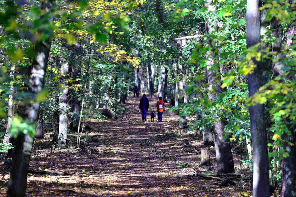 Es ist kein schöner Anblick, was sich Spaziergängern in den Wäldern des Weimarer Landes immer häufiger bietet.