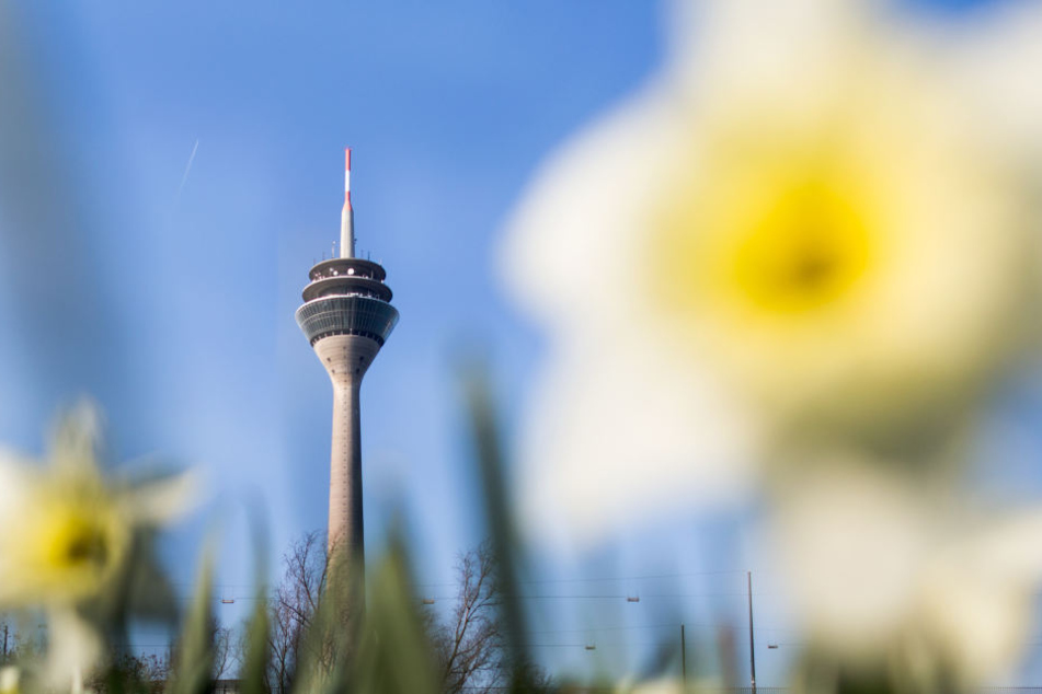 Steigen die Temperaturen, blühen bald die Narzissen. (Symbolbild).