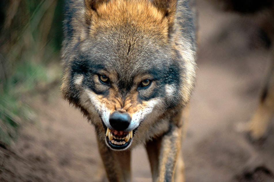 Die neue Verordnung gibt auffällige und aggressive Tiere zum Abschuss frei.