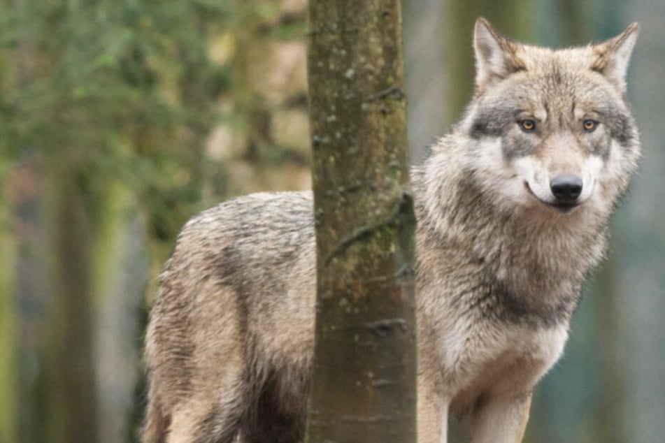 Ein Wolf steht zwischen Bäumen und beobachtet Spaziergänger. (Symbolbild)