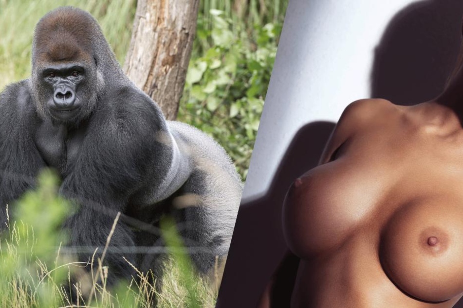 Titten raus für einen Gorilla? Das gibt's! Weil im Mai Silberrücken "Harambe" in einem Zoo erschossen wurde, spielt das Internet verrückt.