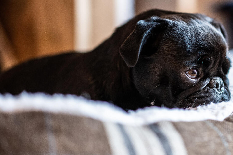 Während Mops Edda friedlich im Körbchen liegt, geht es um sie herum weiter heiß her.