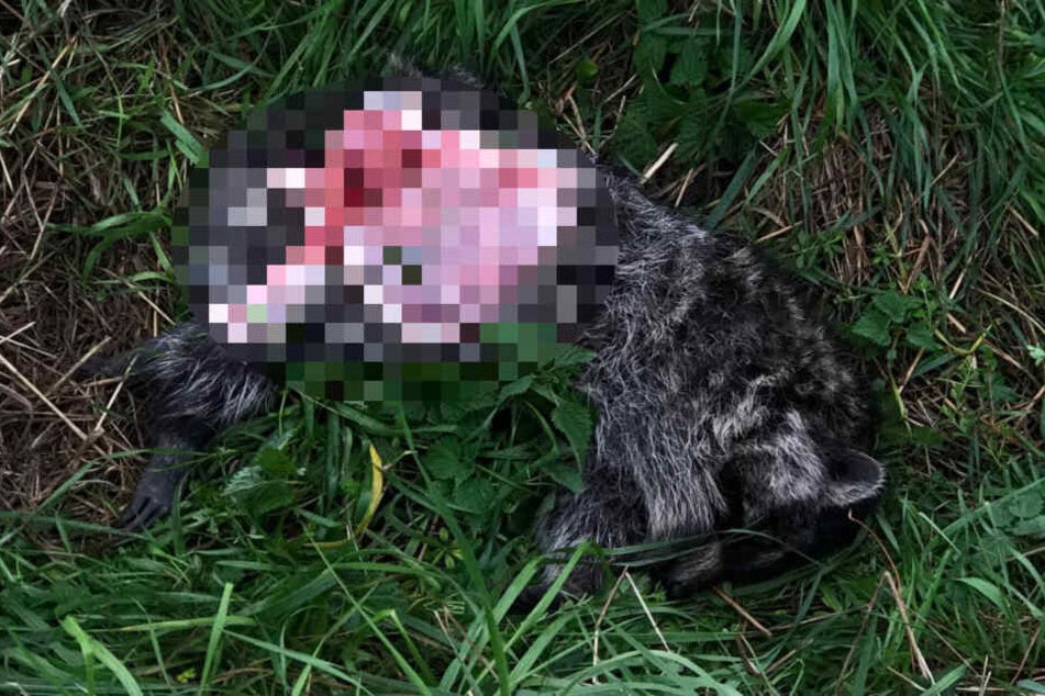 Dieser tote Waschbär wurde bei Leipzig abgelegt. Womöglich wurde er danach von Raubtieren angefressen.