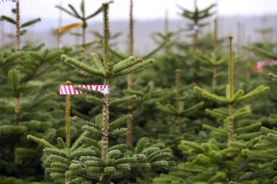Viele kleinere Christbäume haben den heißen Sommer nicht überstanden. (Symbolbild)