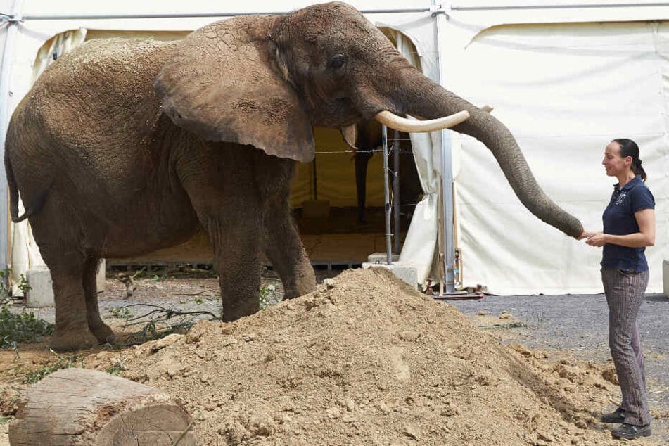 Elefanten büchsen gerne mal aus, so wie hier Elefantendame Kenia, die im Sommer 2018 mal aus ihrem Gehege des Zirkus Krone ausgebrochen war und in der Stadt spazieren ging.