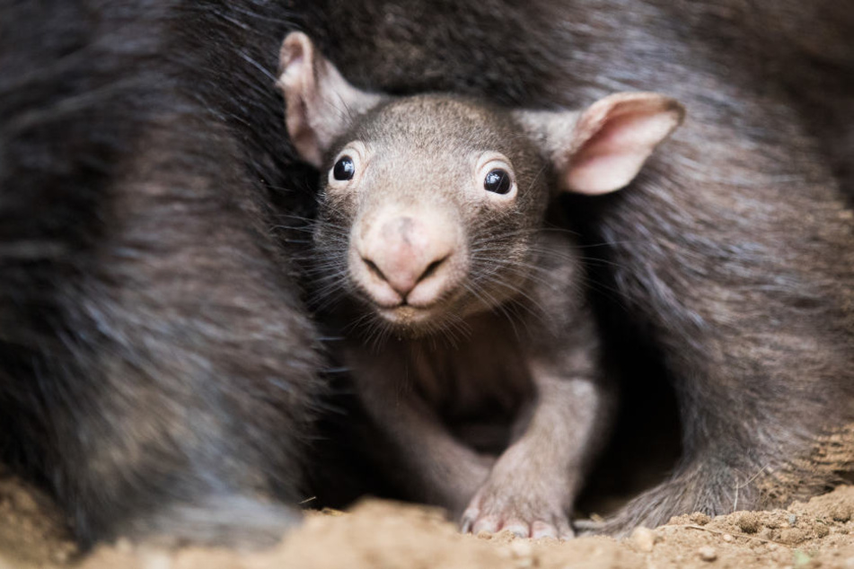 Derzeit gibt es zwei Möglichkeiten, Würfelformen herzustellen: durch Formen oder Schneiden.