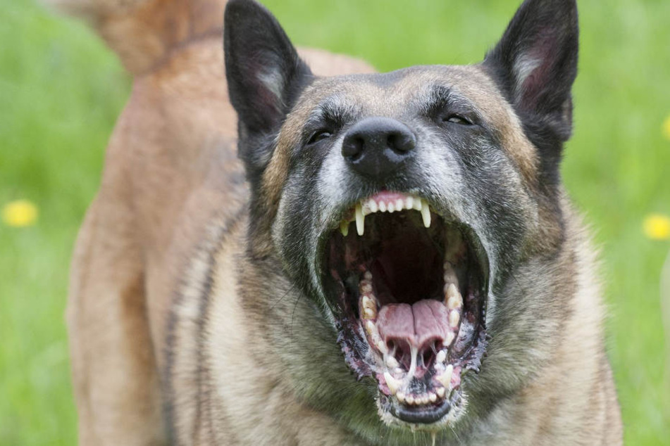 Der Hund war ohne Leine neben seinem Besitzer gelaufen, als er die 61-Jährige sah, bellte er, schließlich fiel er sie an. (Symbolbild)