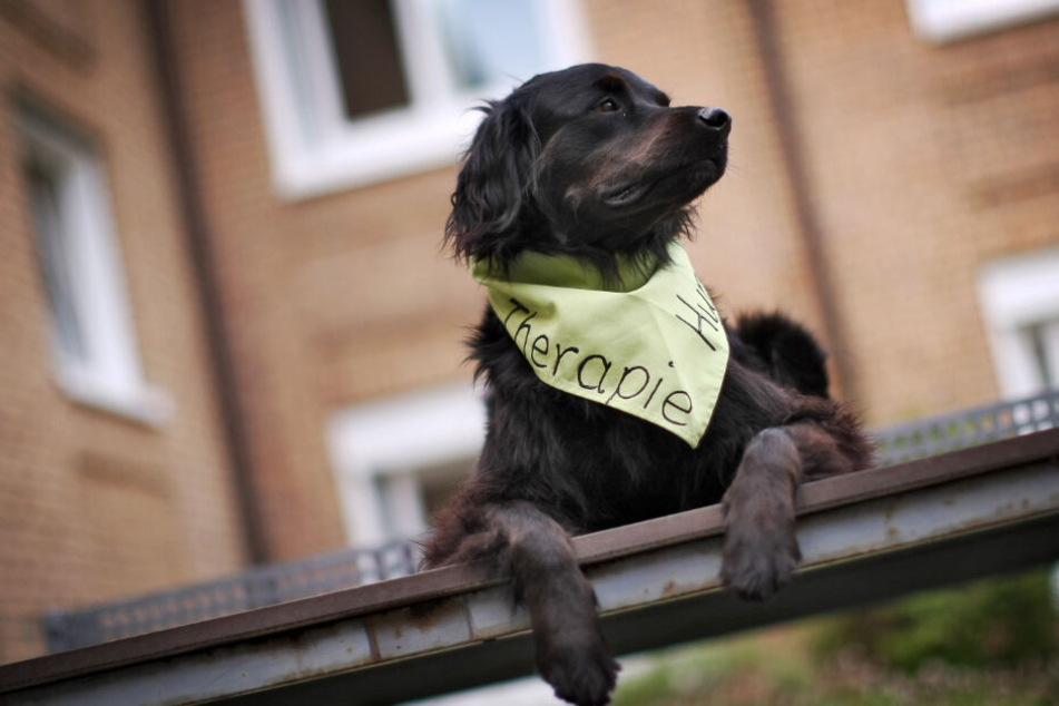 Therapiehunde haben positive Auswirkungen auf demenzkranke Patienten. (Symbolbild)