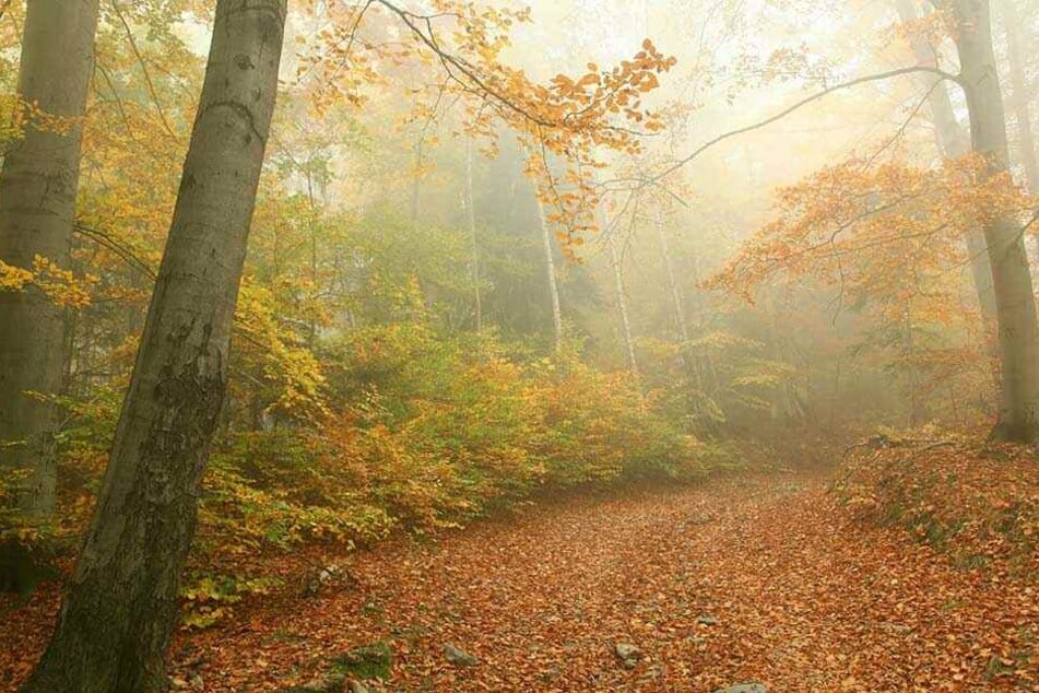 Wanderer fanden in einem Wald bei Moskau das an einen Baum gefesselte Skelett (Symbolbild).