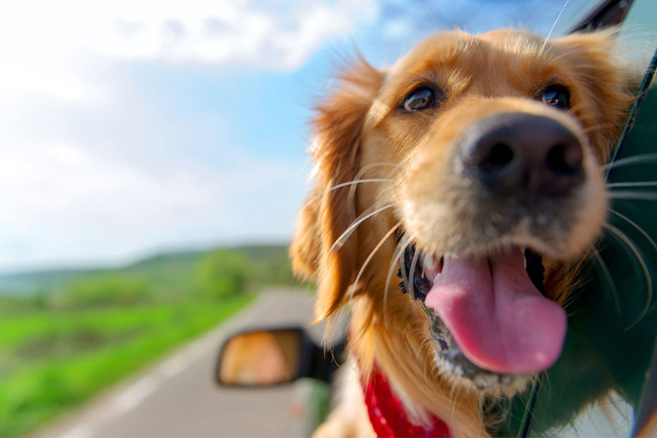 In Verl müssen Hundebesitzer jährlich 24,60 Euro zahlen.