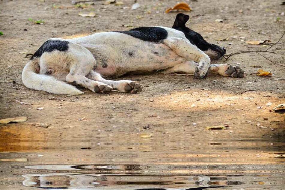Einen toten Hund barg die Feuerwehr aus einem Teich in Bielefeld. (Symbolbild)
