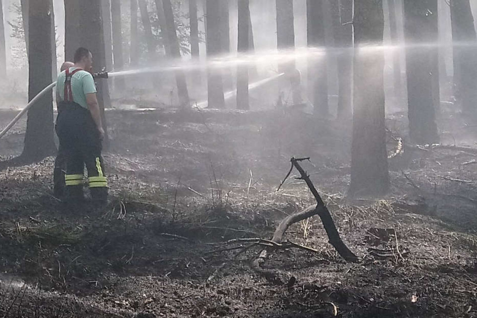 Feuerwehrleute löschen einen Waldbrand in einem Waldstück zwischen Kremmen und Nauen.
