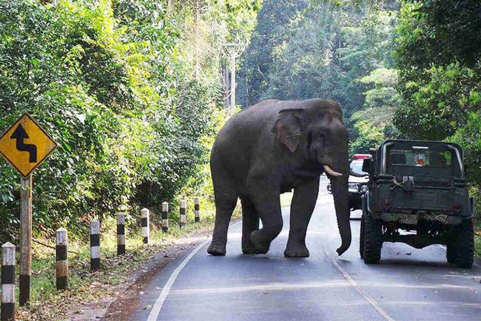 In Thailand werden Tausende Elefanten zur Touristenbespaßung missbraucht - mit Folgen.