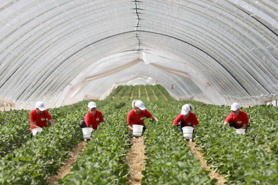 Folientunnel wie hier bei Rostock helfen bei der Reifung der Erdbeeren.