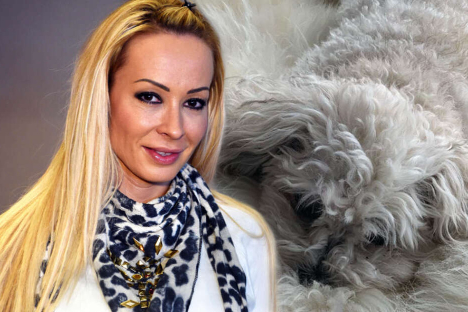 Jeanny, die Hündin von Cora Schumacher (42).