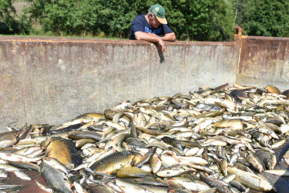 Giftiges Löschwasser hatte das große Fischsterben in der Jagst ausgelöst. (Archiv)