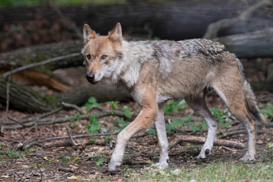 Ein junger Wolf hat es von Dänemark bis nach Hamburg gewagt (Symbolbild).