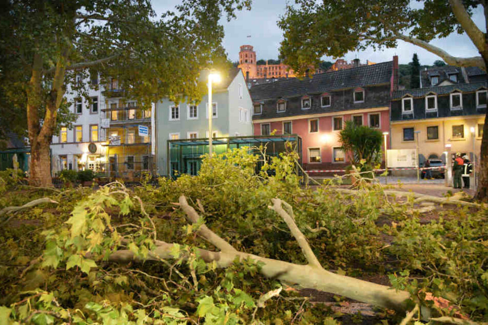 In Eppelheim (Baden-Württemberg) stürzten ganze Bäume um.