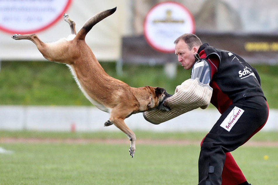 Sportlich, klug und scharf: ein Malinois. Hier bei einem Wettbewerb in Halle.