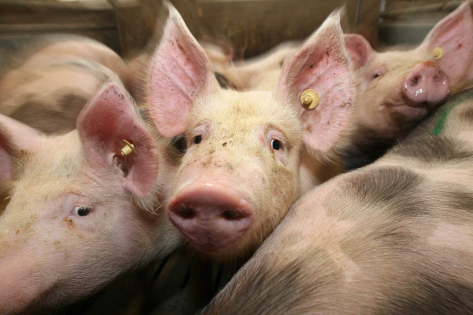 Bei dem brand starben 200 trächtige Schweine.