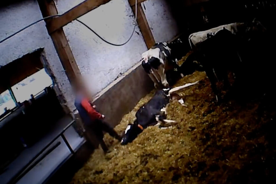 Video der Soko Tierschutz: Ein Mann tritt einer schwerkranken Kuh gegen den Kopf.