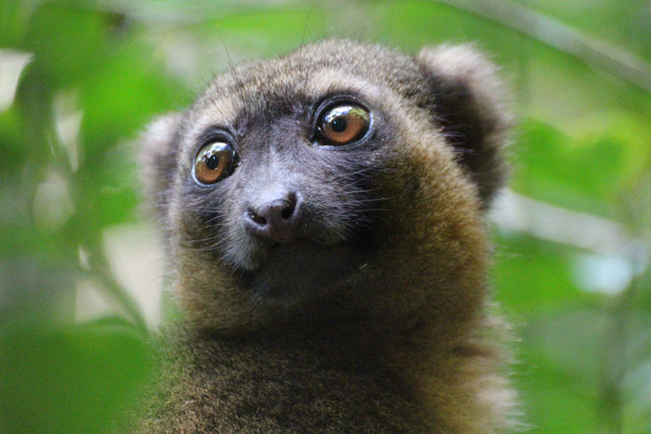Ein Goldener Bambuslemur sitzt im Nationalpark Ranomafana in einer Bambusstaude.
