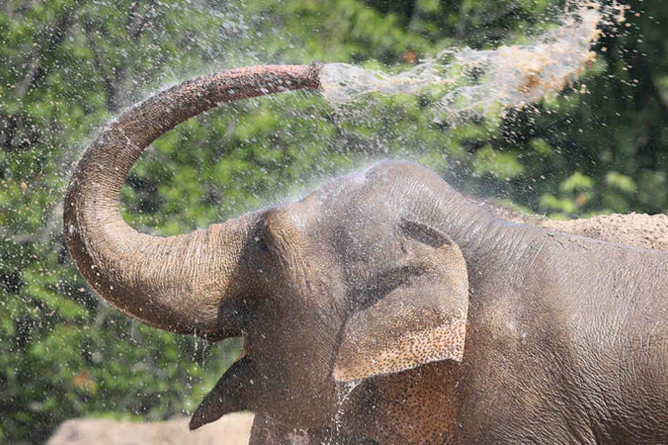 Noch weisen die Tiere im Berliner Zoo keine Symptome der Krankheit auf.
