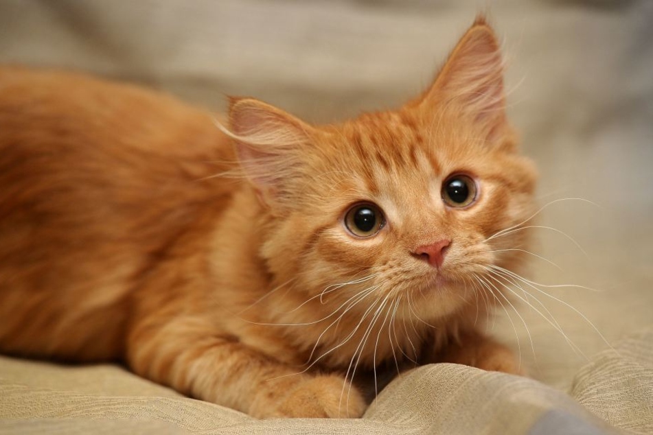 Die rothaarige Kurzhaarkatze muss notoperiert werden. (Symbolbild)