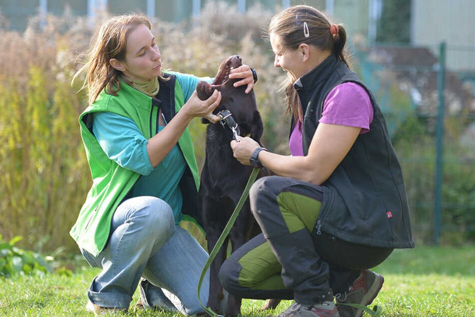 Hundetrainerin Dana Leopold (32, l.) zeigt Teilnehmerin Maria Friebe (36), wie sich Labrador Olli (1) ins Maul schauen lässt.