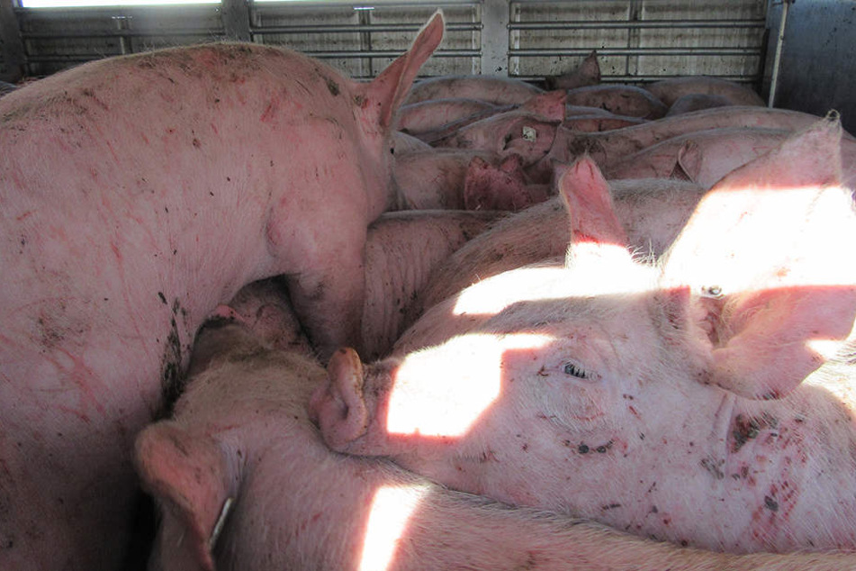 Bei einem Schweinetransport waren mehr Tiere dabei, als von der Fläche her erlaubt.