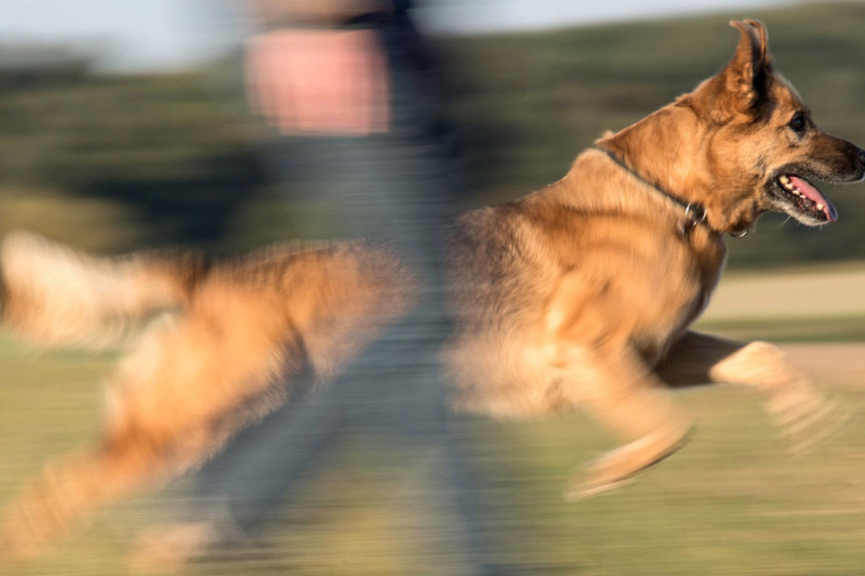 Die Halterin sah keinen anderen Ausweg, als ihren Hund zu beißen. (Symbolbild)